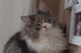 How totake care for Siberian cats and kittens 