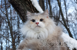 Уход за шерстью сибирской кошки